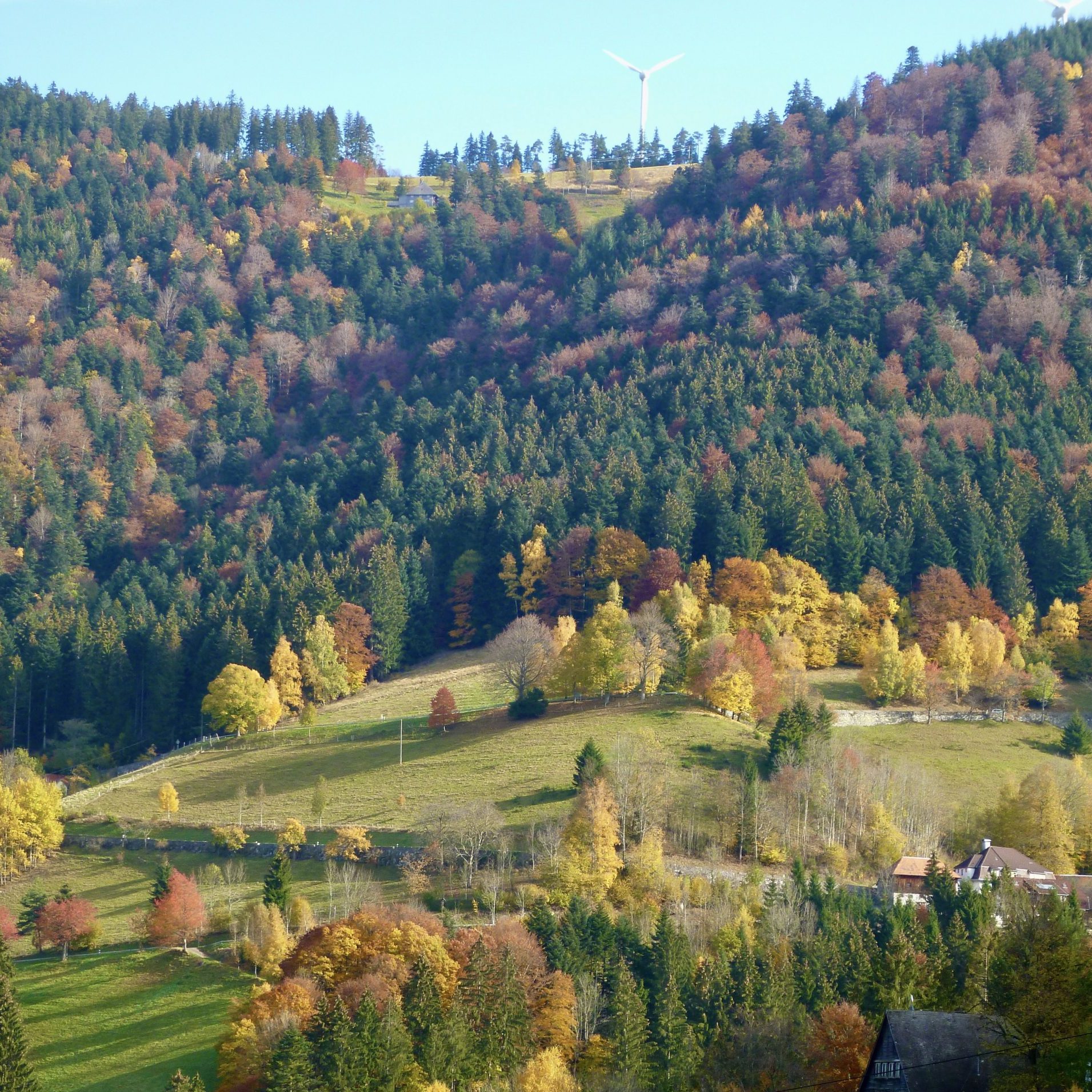 Herbst Blick vom Zweribach in Hochschwarzwald